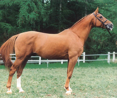 SKIPPY II - Warmblood Stallion